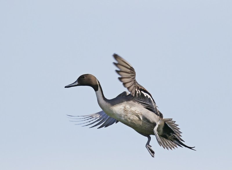 Pijlstaart / Northern Pintail