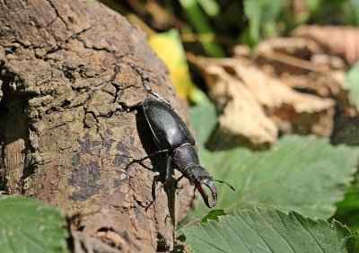 Vliegend Hert / Stag Beetle