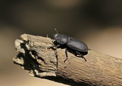 :: Klein Vliegend Hert / Little Stag-beetle ::