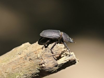 Klein Vliegend Hert / Lesser Stag Beetle