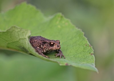 Gewone Pad / Common Toad