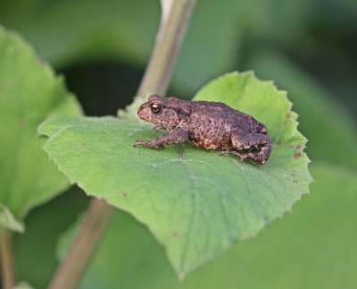 :: Gewone Pad / Common Toad ::