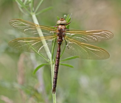 Bruine Glazenmaker / Brown Hawker