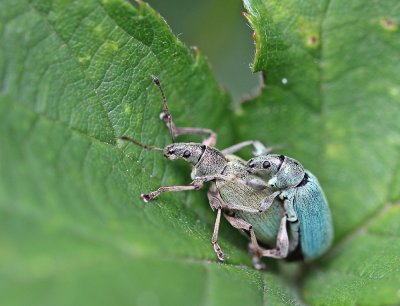 Groene Snuitkever / Silver-green Leaf Weevil