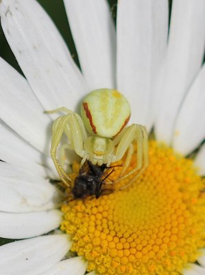 Witte Krabspin / White Crab Spider
