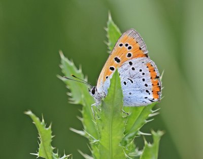 Grote Vuurvlinder / Large Copper (Lycaena dispar batava)