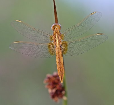 Vuurlibel (vrouwtje) / Broad Scarlet, Scarlet Darter (female)