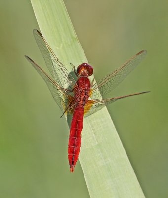 Vuurlibel (mannetje) / Broad Scarlet, Scarlet Darter (male)