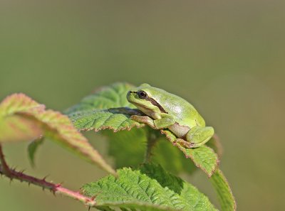:: Boomkikker / European Tree Frog ::
