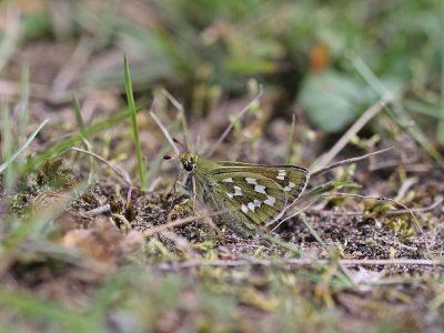 Kommavlinder / Silver-spotted Skipper
