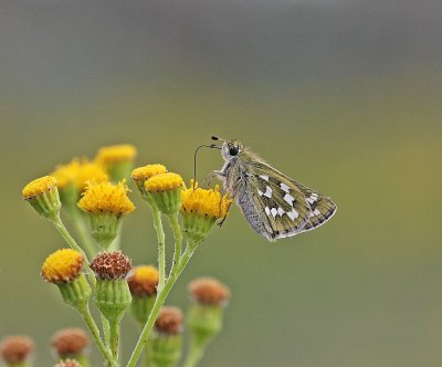 Kommavlinder / Silver-spotted Skipper