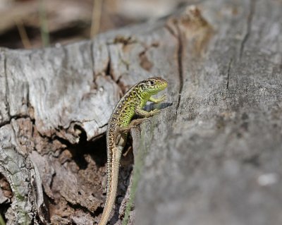 Zandhagedis / Sand Lizard