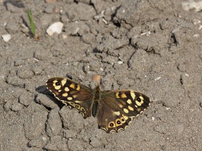 :: Bont Zandoogje / Speckled Wood ::