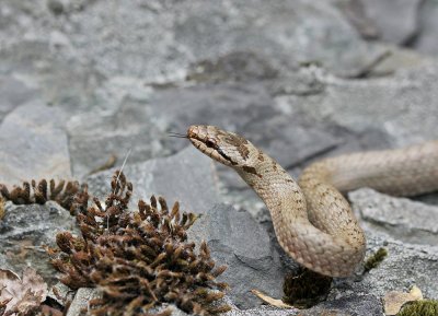Gladde Slang / Smooth Snake