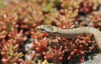 Gladde Slang / Smooth Snake