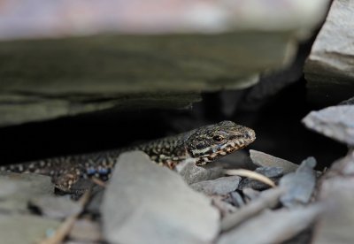 Muurhagedis / Common Wall Lizard