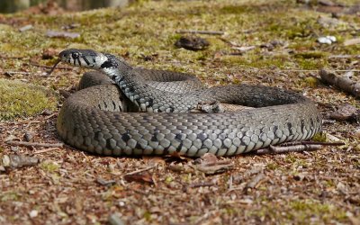 Ringslang / Grass Snake, Ringed Snake or Water Snake