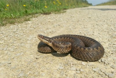 Adder / Common Viper