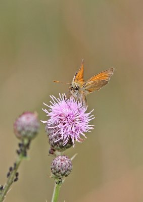 Geelsprietdikkopje / Small Skipper