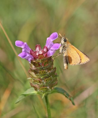 Geelsprietdikkopje / Small Skipper