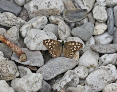 Bont Zandoogje / Speckled Wood