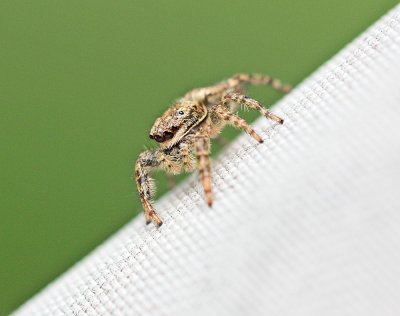 Springspin / Jumping Spider
