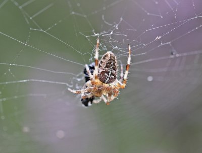 :: Kruisspin / European Garden Spider, Cross Spider ::