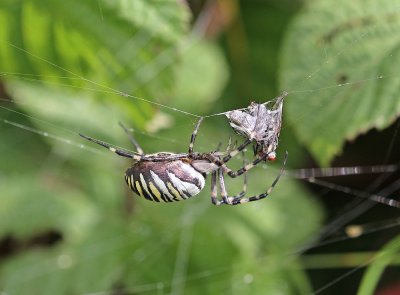 Wespspin, Tijgerspin / Wasp Spider
