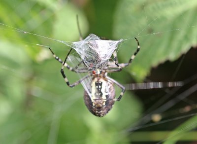 Wespspin, Tijgerspin / Wasp Spider