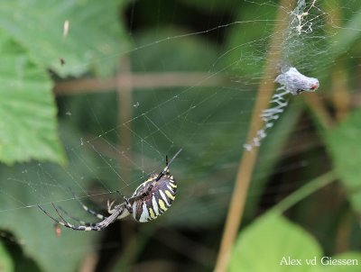 Wespspin, Tijgerspin / Wasp Spider