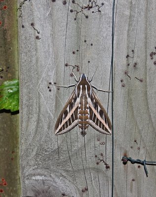 :: Gestreepte Pijlstaart / Striped Hawk-moth ::