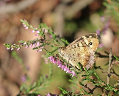 Bont Zandoogje / Speckled Wood
