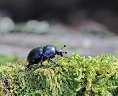 :: Mestkevers / Dung Beetles, Scarab Beetls ::