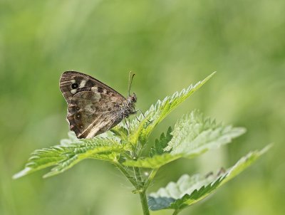 Bont Zandoogje / Speckled Wood