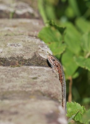 Levendbarende Hagedis / Common Lizard
