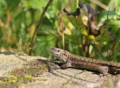 Levendbarende Hagedis / Common Lizard