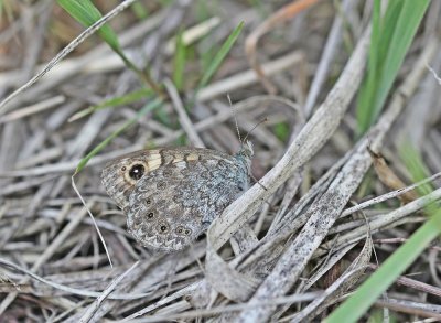 Argusvlinder / Wall Brown