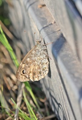 Argusvlinder / Wall Brown