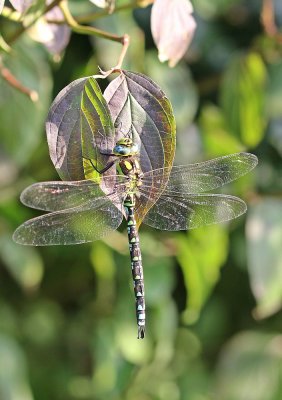 Blauwe Glazenmaker / Blue Hawker, Southern Hawker