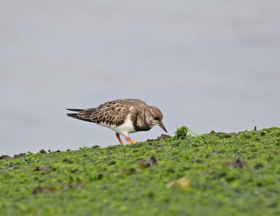 Steenloper / Ruddy Turnstone