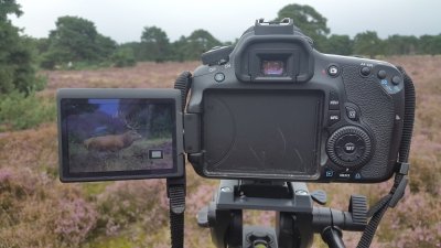 Edelhert / Red Deer