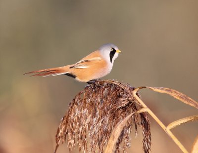 Baardmannetje / Bearded Tit