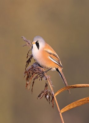 Baardmannetje / Bearded Tit