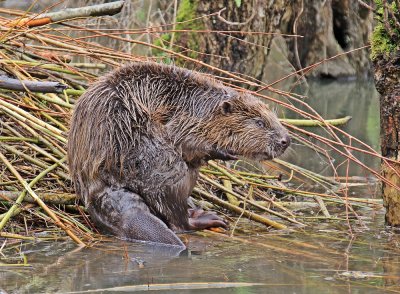 Europese Bever / European Beaver