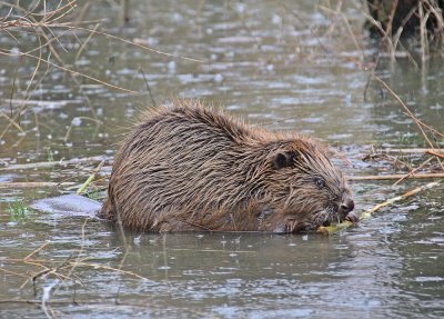 Europese Bever / European Beaver