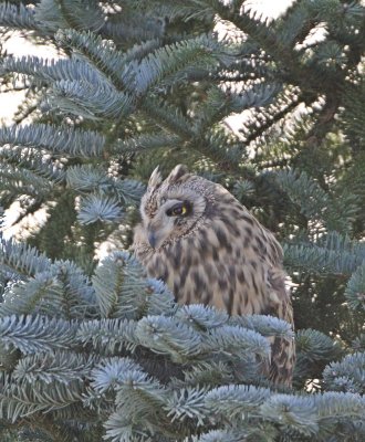 Velduil / Short-eared Owl