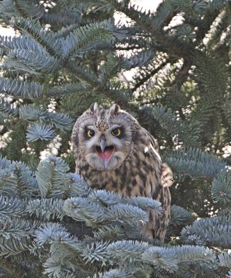 Velduil / Short-eared Owl