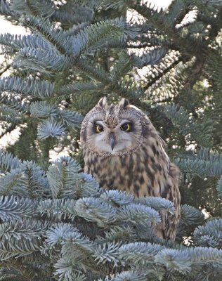 Velduil / Short-eared Owl
