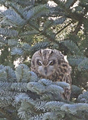 Velduil / Short-eared Owl