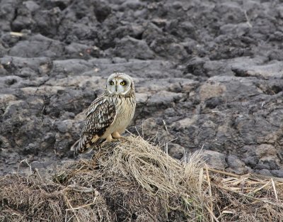 Velduil / Short-eared Owl